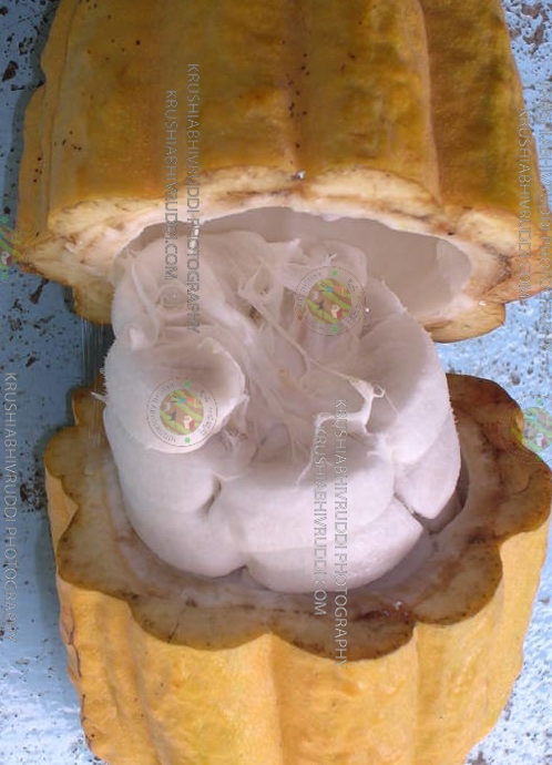ಕೊಕ್ಕೋ ಕೋಡು