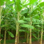 banana plants