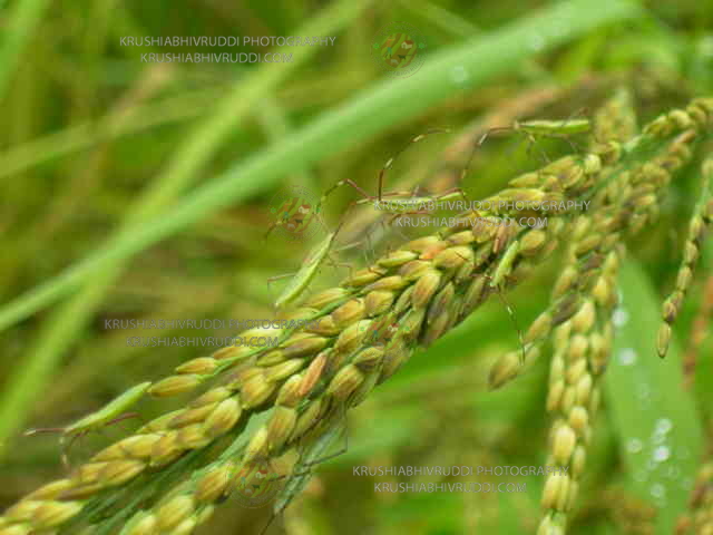 ಕರಿಮೆಣಸಿನ ಫಸಲಿಗೆ ವಾತಾವರಣದ ಅನುಕೂಲ ಅಗತ್ಯ.