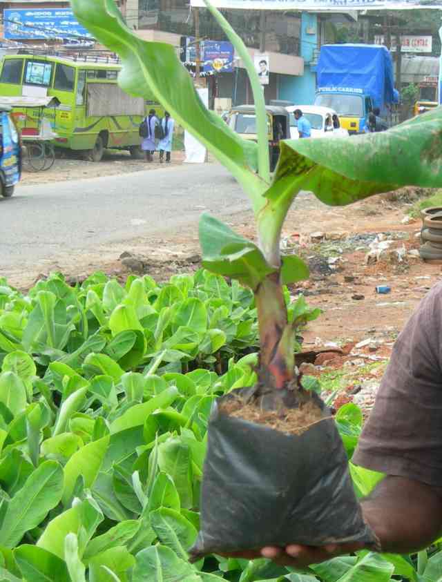 ಗಡ್ದೆ ಕಸಿಯ ಗಿಡ