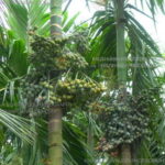 Good yield of arecanut