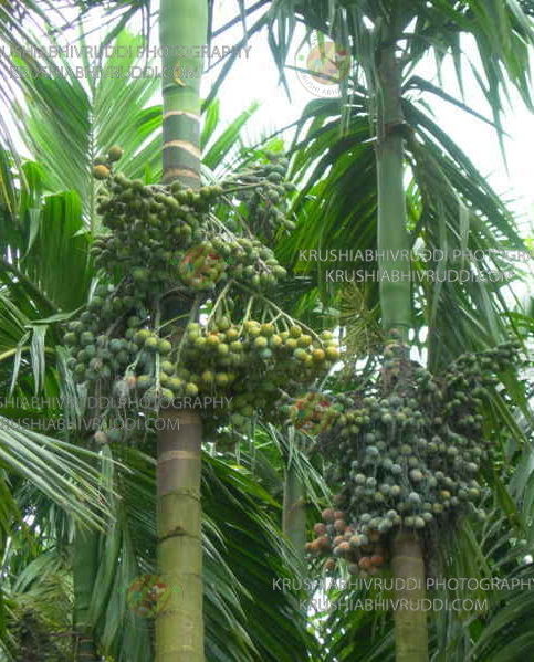 Good yield of arecanut