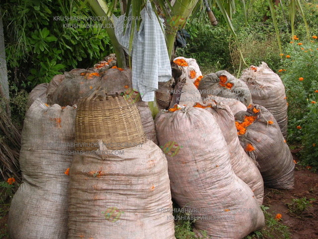 ಮಾರುಕಟ್ಟೆಗೆ ಒಯ್ಯಲು ಸಿದ್ದವಾದ ಹೂವು ಚೀಲ.