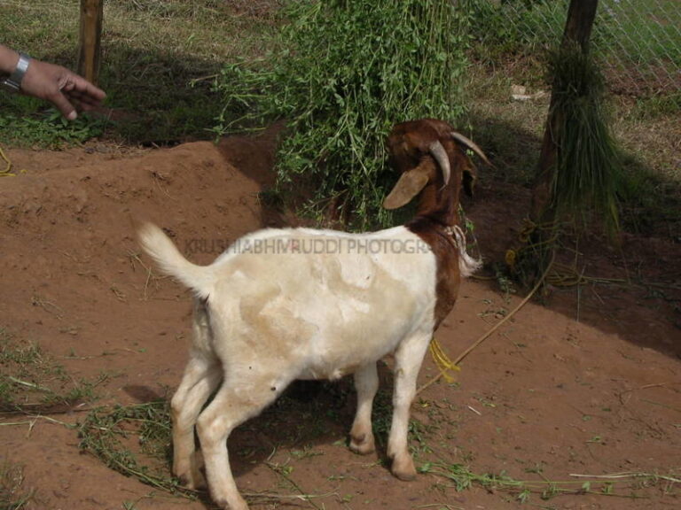 ಆಡು ಮೇವು