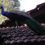 ಮನೆ ಮೇಲೆ ನವಿಲು