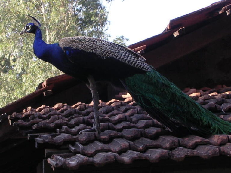 ಮನೆ ಮೇಲೆ ನವಿಲು