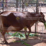 ಉತ್ತಮ ಲಕ್ಷಣದ ಹಸು