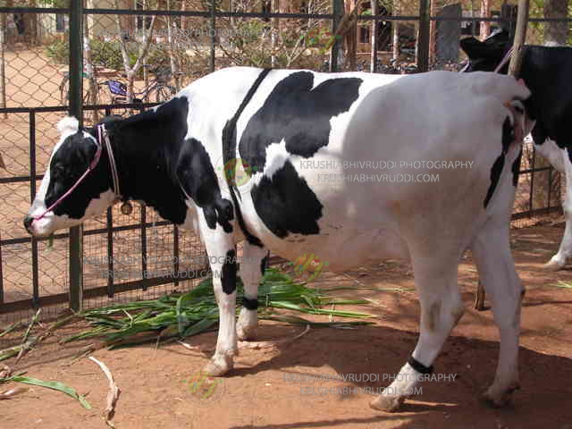 good cow structure