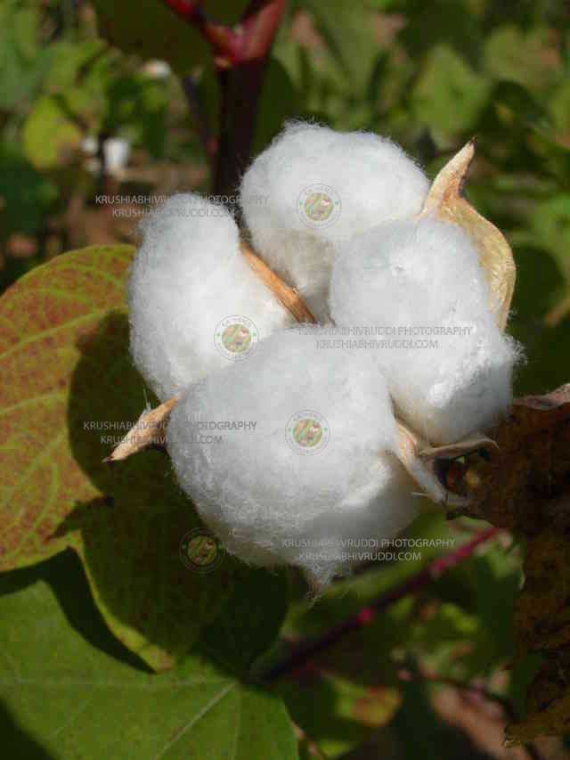 ಹತ್ತಿ ಕೋಡು- Cotton bulb