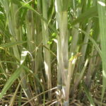 ಕಬ್ಬು ಸಸ್ಯ -sugarcane plants
