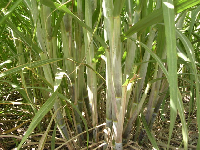 ಕಬ್ಬು ಸಸ್ಯ -sugarcane plants