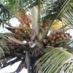 coconut palm