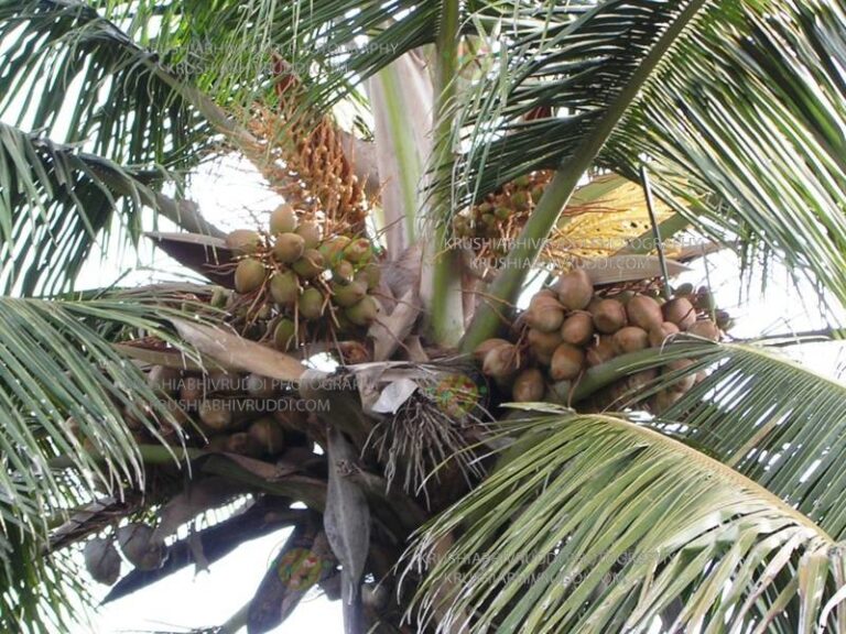coconut palm