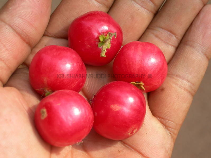 ಸಂಪಿಗೆ ಹಣ್ಣು