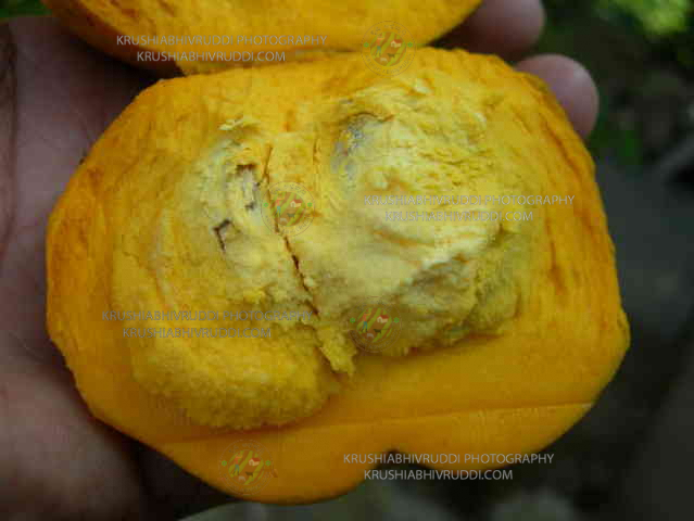 ಇದು ಎಲ್ಲಾ ವರ್ಗದವರೂ ತಿನ್ನಬಹುದಾದ ಮೊಟ್ಟೆ ಹಣ್ಣು. egg fruit