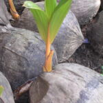 ಅಡ್ಡ ಇಟ್ಟ ತೆಂಗಿನ ಯಾಇಯಲ್ಲಿ ಮೊಳಕೆ ಬಂದಿರುವುದು.