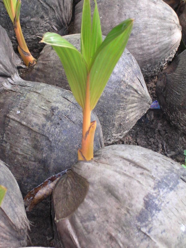 ಅಡ್ಡ ಇಟ್ಟ ತೆಂಗಿನ ಯಾಇಯಲ್ಲಿ ಮೊಳಕೆ ಬಂದಿರುವುದು.
