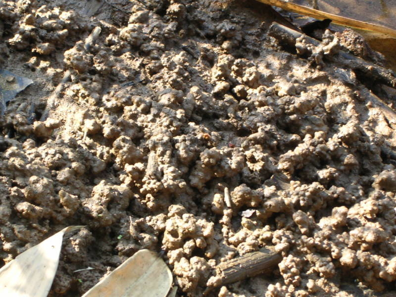 ರಸಸಾರ pH ಸರಿ ಇರುವ ಮಣ್ಣು ಹೀಗಿರುತ್ತದೆ.