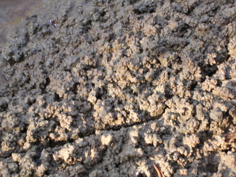 ಲಾಭದಾಯಕ ಕೃಷಿಗೆ ಬೇಕಾದ ಫಲವತ್ತಾದ ಮಣ್ಣು