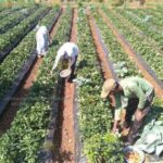 ರಾಸಾಯನಿಕ ಮುಕ್ತ ಕೀಟ ನಿಯಂತ್ರಣ