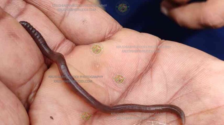 ಗೊಬ್ಬರ ಮಾಡಿಕೊಡುವ ನೈಜ ಎರೆಹುಳು