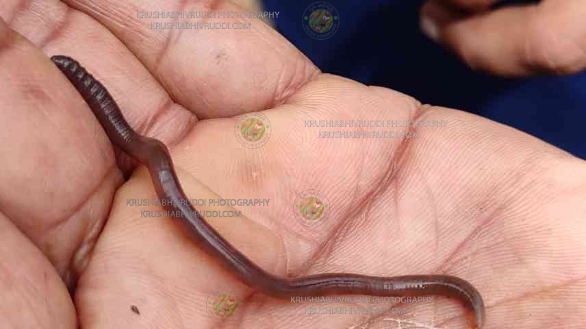 ಗೊಬ್ಬರ ಮಾಡಿಕೊಡುವ ನೈಜ ಎರೆಹುಳು