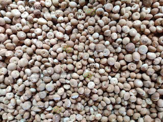 ಚಾಲಿ ಅಡಿಕೆ