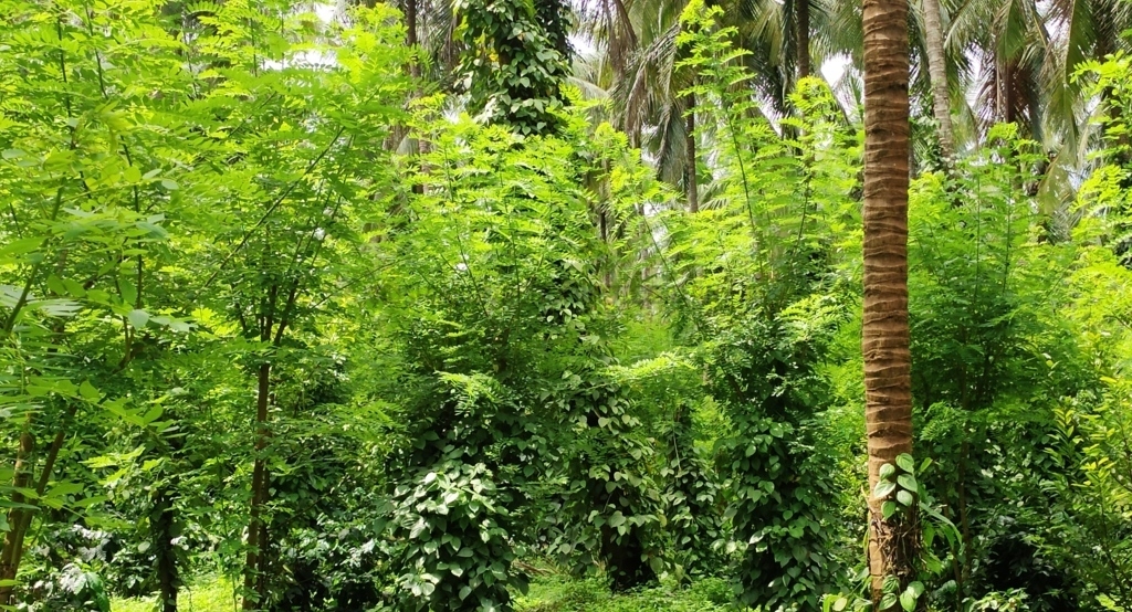 ತೋಟದ ಒಳಗೆ ಗ್ಲೆರಿಸೀಡಿಯಾ