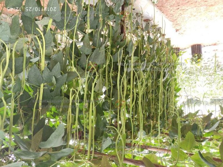 ಅಲಸಂದೆ ಇಳುವರಿ