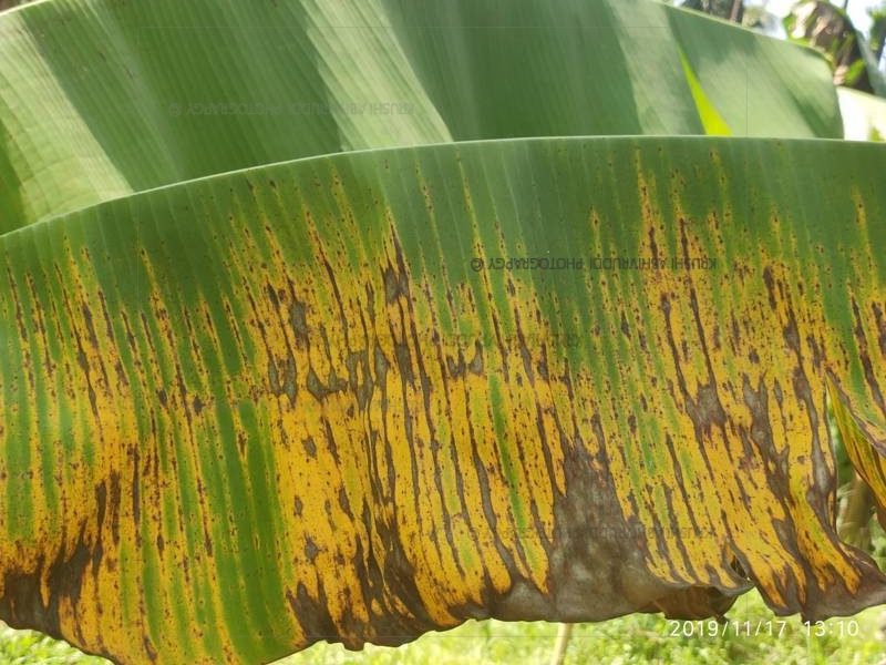 ಬಾಳೆ ಎಲೆ ಶಿಲೀಂದ್ರ ರೋಗ