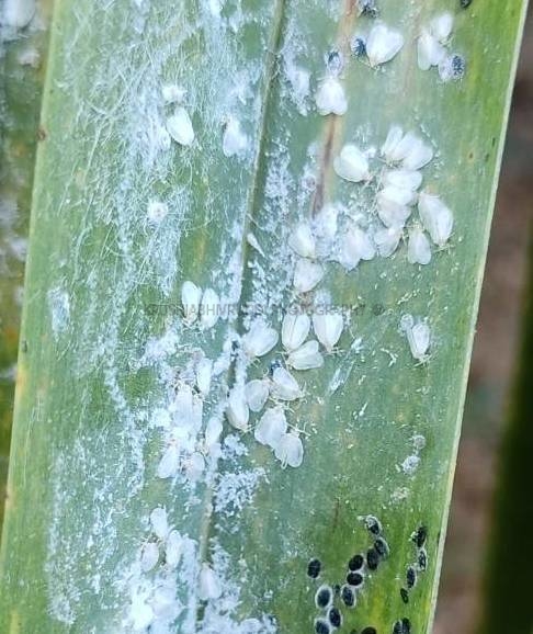 ಅಡಿಕೆ ಎಲೆ ಅಡಿಯಲ್ಲಿ ಬಿಳಿ ನೊಣ