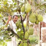 Jack Anil grafting specialist