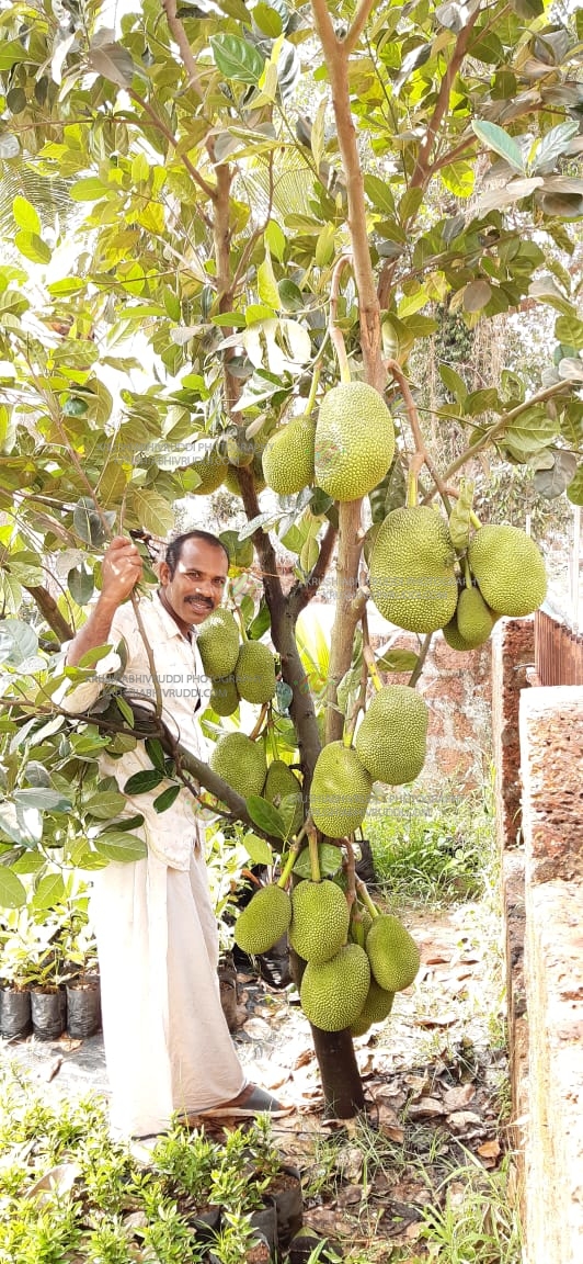 Jack Anil grafting specialist