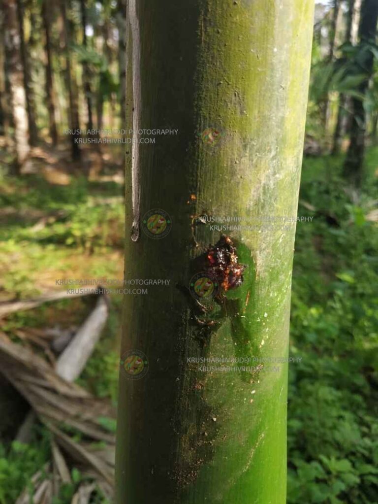 ಅಡಿಕೆ ಮರದಲ್ಲಿ ಅಂಟು ಸ್ರವಿಸುವುದಕ್ಕೆ ಕಾರಣ ಮತ್ತು ಪರಿಹಾರ.