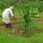 Only to the requred place spray weedicides