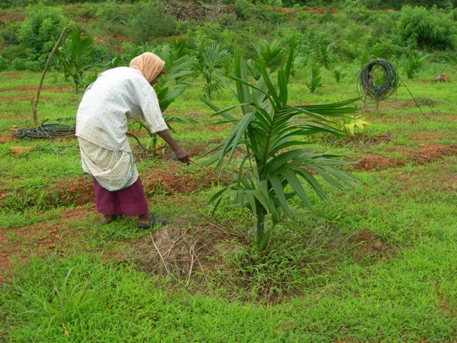 ಅನಿವಾರ್ಯ ಕಳೆಗಳಿಗೆ ಮಾತ್ರ ಕಳೆನಾಶಕ ಬಳಸಿ. Only to the requred place spray weedicides