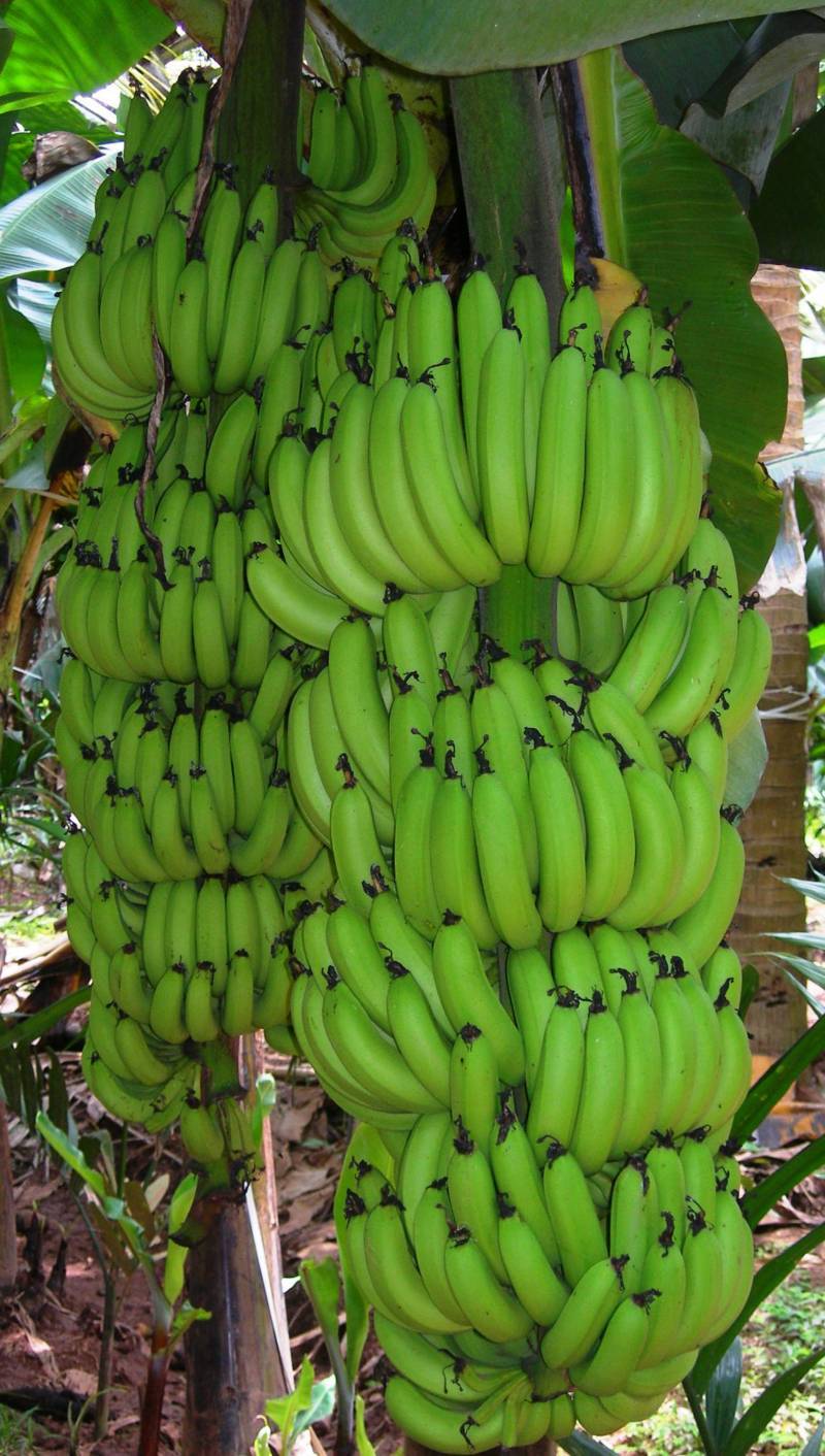banana bunch