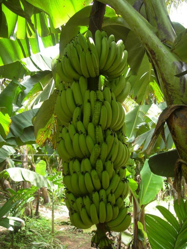 ಫುಷ್ಟಿಕರ ಬಾಳೆ ಗೊನೆ