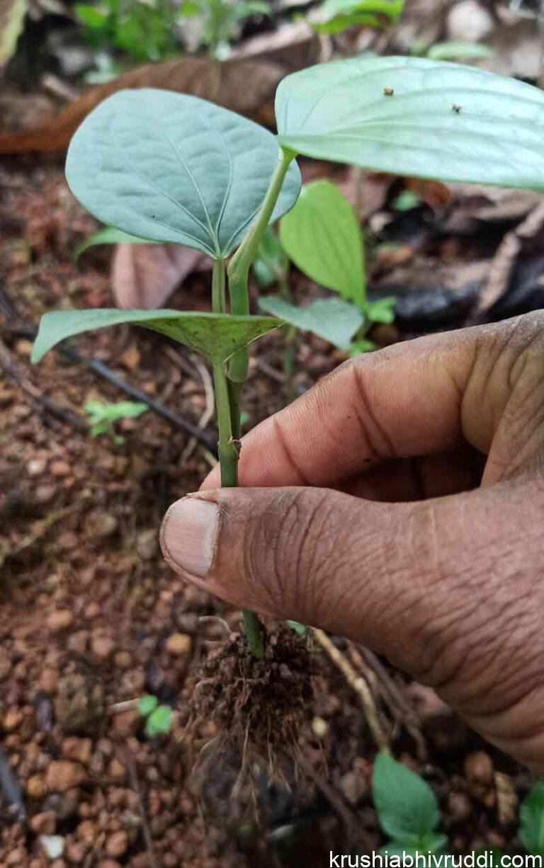 Disease free pepper plants by seeds.