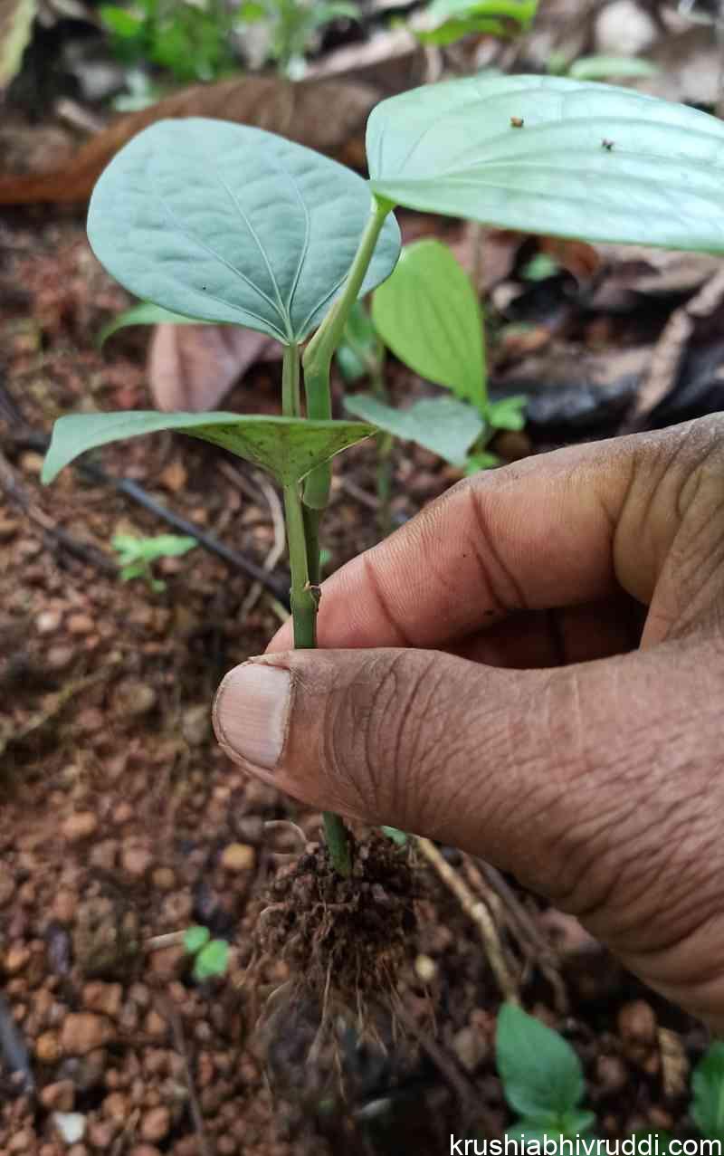ರೋಗ ರಹಿತ ಕರಿಮೆಣಸಿನ ಸಸಿ ಮಾಡುವ ವಿಧಾನ. seed plants