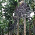 ಈಗ ಅಡಿಕೆಗೆ ಬೋರ್ಡೋ ಸಿಂಪರಣೆ ಮಾಡಬಹುದೇ