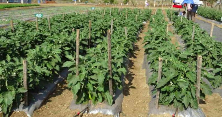brinjal in mulching sheet