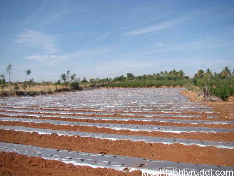 soil solarization for weed control