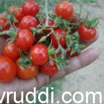 tasty vegetable grown with out manure