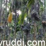 Well managed areca garden