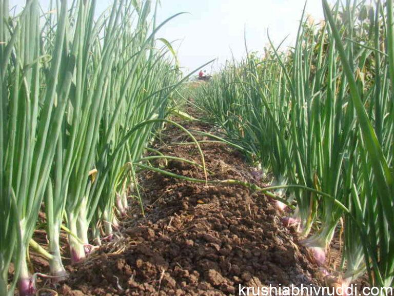 ಈರುಳ್ಳಿ ಬೆಳೆಯುವವರು  ಗಮನಿಸಬೇಕಾದ ಅಂಶಗಳು.