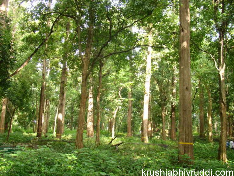 teak plantation