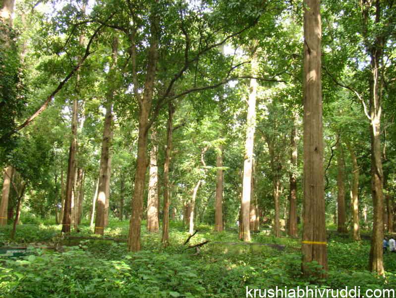 teak plantation