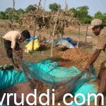ginger seed treatment