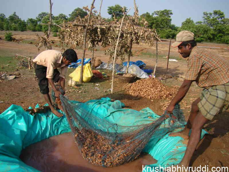 ಬೀಜೋಪಚಾರದಿಂದ ಆರೋಗ್ಯವಂತ ಬೆಳೆ ಸಾಧ್ಯ. ginger seed treatment